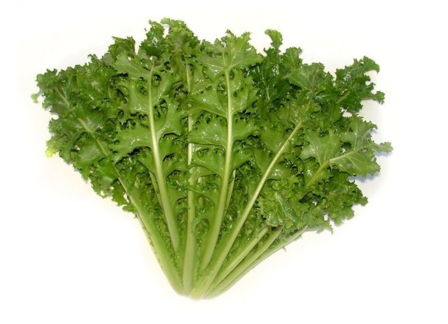 Chicoria crespa